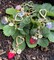 Cute Cherry Strawberry bag charms keychain purse accessories charm for women handbags Kawaii Flower Car Key Chain
